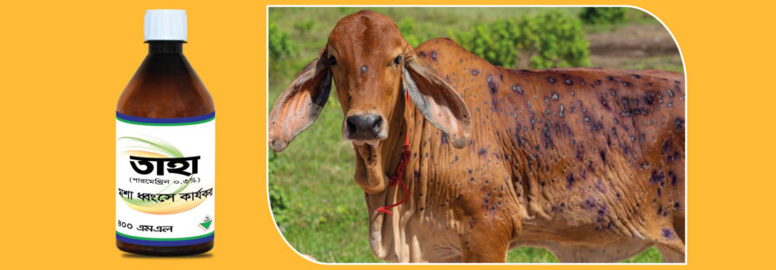 গবাদি প্রাণী খামারিদের আতঙ্ক “LSD” রোগের লক্ষণ ও চিকিৎসা