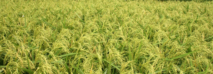 ফসলের রোগের গুরুত্ব, কারণ ও লক্ষণ