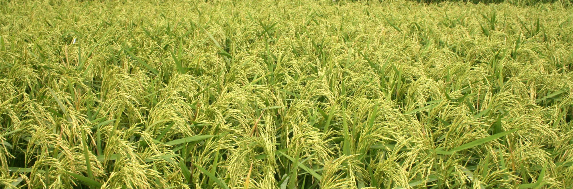 ফসলের রোগের গুরুত্ব, কারণ ও লক্ষণ